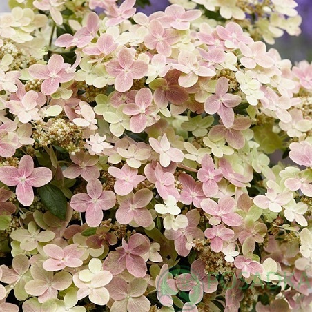 картинка Гортензия метельчатая Polestar (Полестар) 