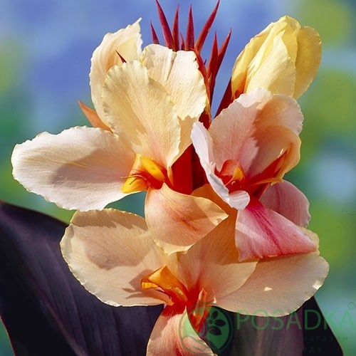 картинка Канна Madame Angel Martin 