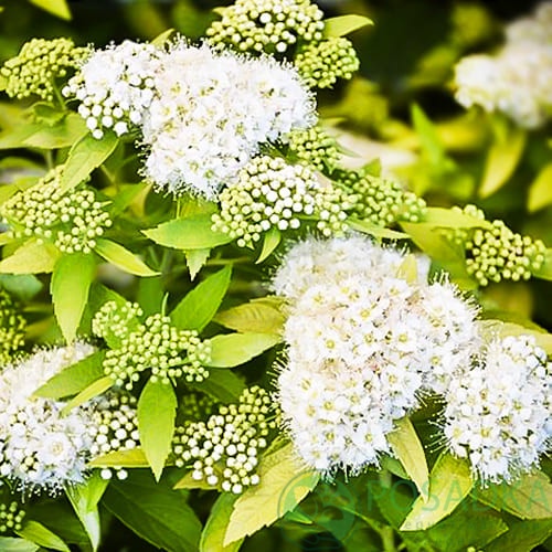 картинка Спирея японская White Gold (Вайт Голд) 