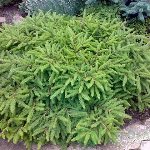 картинка Ель обыкновенная Прокумбенс 5л 