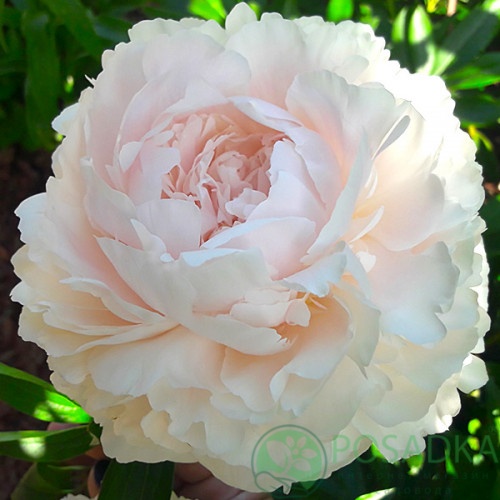 картинка Пион Solange 