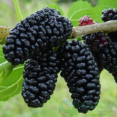 картинка Шелковица чёрная Шелли 