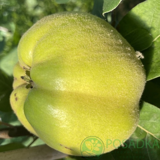 картинка Айва яблоковидная Крымская Ароматная 