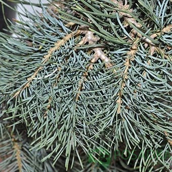 картинка Пихта Одноцветная (Abies Concolor)  