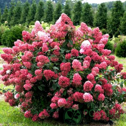 картинка Гортензия метельчатая Pink Queen 