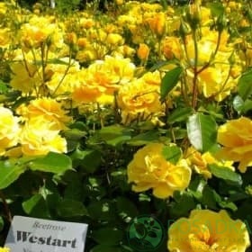 картинка Роза флорибунда Вестарт 