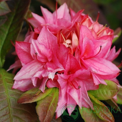 картинка Азалия крупноцветковая Kilian 