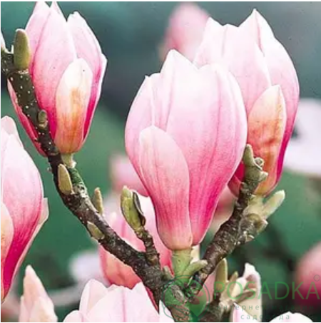 картинка Магнолия Oriental Night 