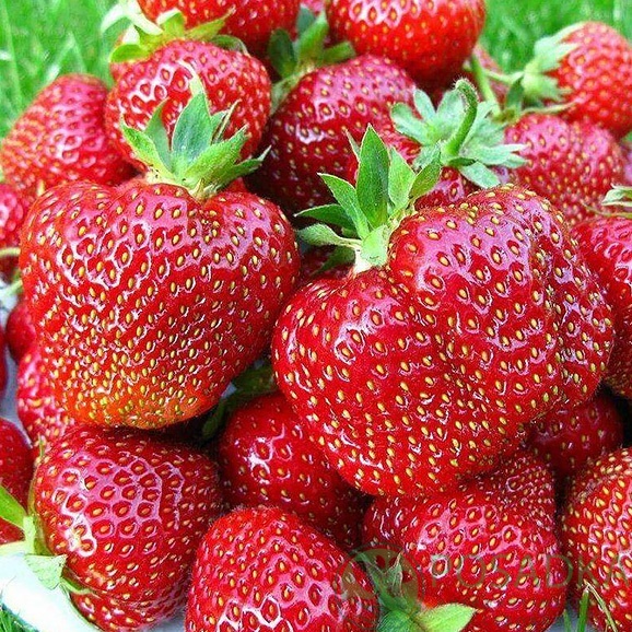 картинка Клубника Большая Неси  картинка Клубника Большая Неси