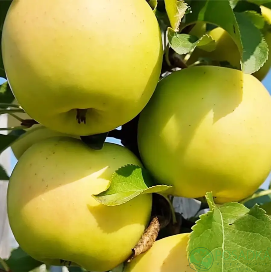 картинка Яблоня колоновидная Крымская 