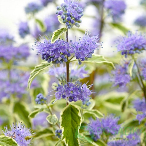 картинка Кариоптерис White Surprise 