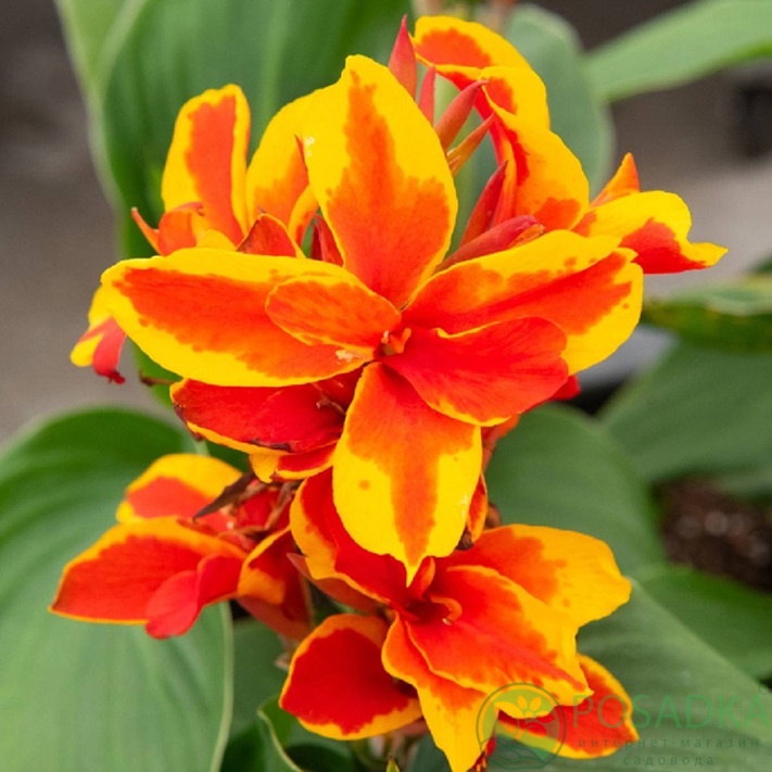 картинка Канна Queen Charlotte 