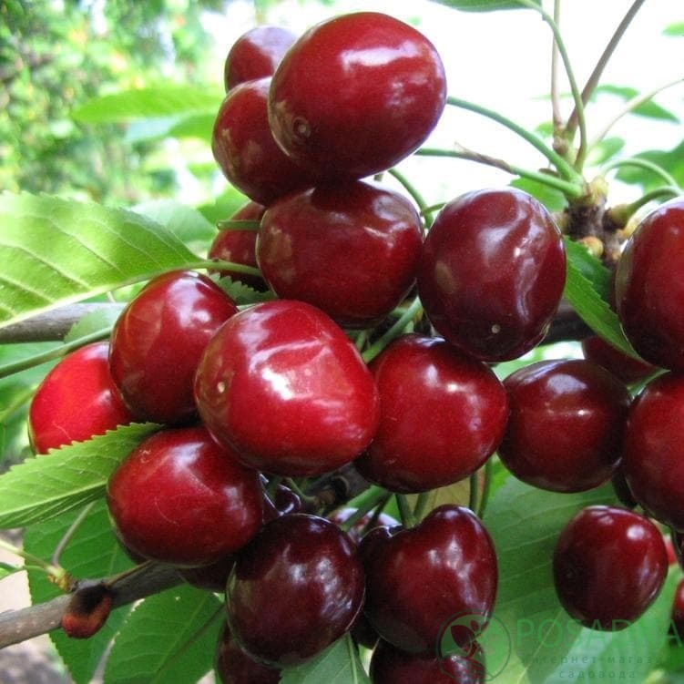 картинка Черешня Мелитопольская ранняя 