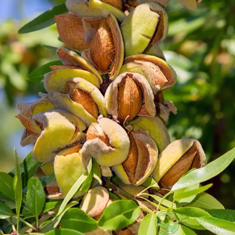 картинка Миндаль Амаретто (привитый)  картинка Миндаль Амаретто (привитый)