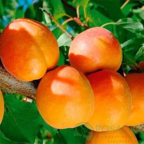 картинка Абрикос Харгранд 