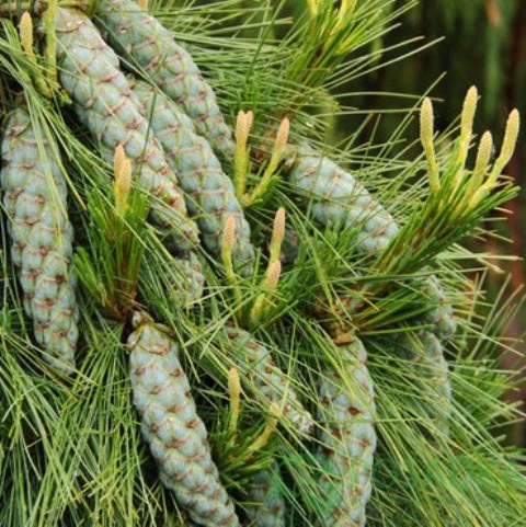 картинка Сосна Шверина Витхорст на штамбе 7,5л 