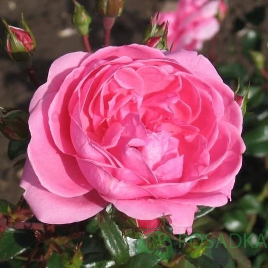 картинка Роза флорибунда Берлебург 