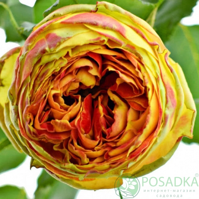 картинка Роза чайно-гибридная Вулканика 