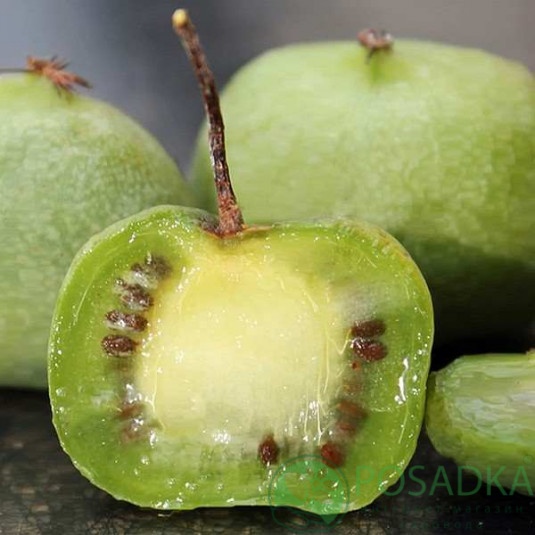 картинка Актинидия остролистная Chang Bai Giant 