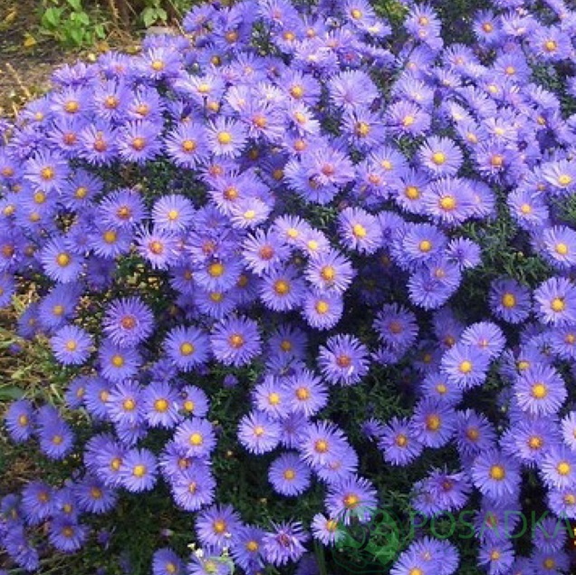 картинка Астра Блаубокс (Aster Blaubox) картинка Астра Блаубокс (Aster Blaubox)