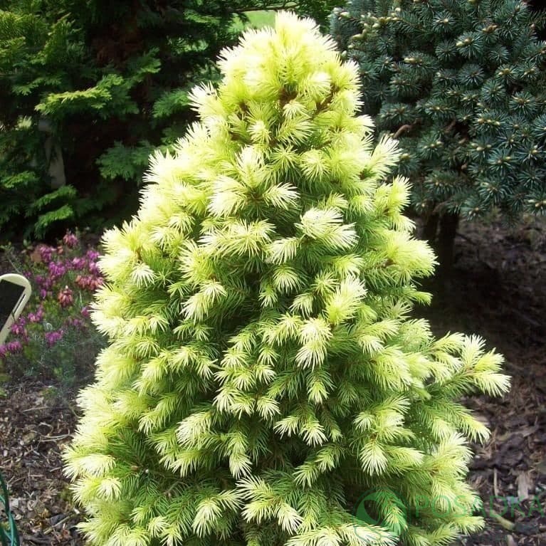 картинка Ель канадская Коника Майголд 