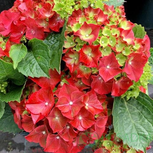 картинка Гортензия крупнолистная Hi Tornado 