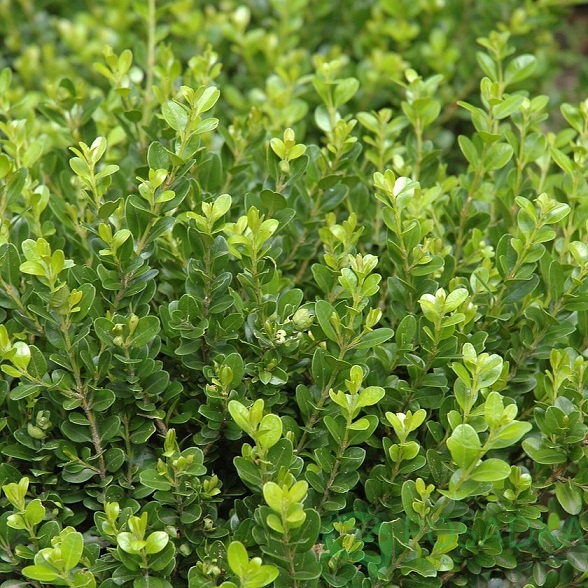 картинка Самшит (Buxus) мелколистный Фолкнер (Faulkner) 