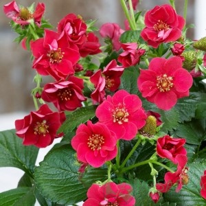 картинка Клубника Саммер Бриз F1 (контейнер) 