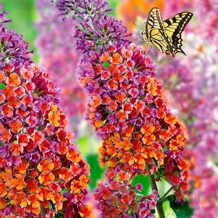 картинка Буддлея давида Флаувер Пауэр 