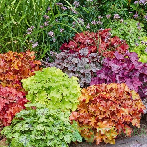 картинка Гейхера Микс 