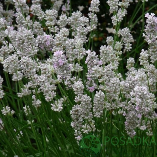 картинка Лаванда узколистная Альба (контейнер р9) 