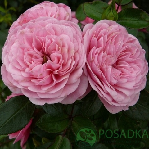 картинка Роза плетистая Ева 