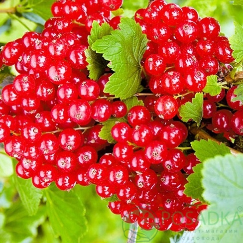 картинка Смородина красная Уральская Красавица 