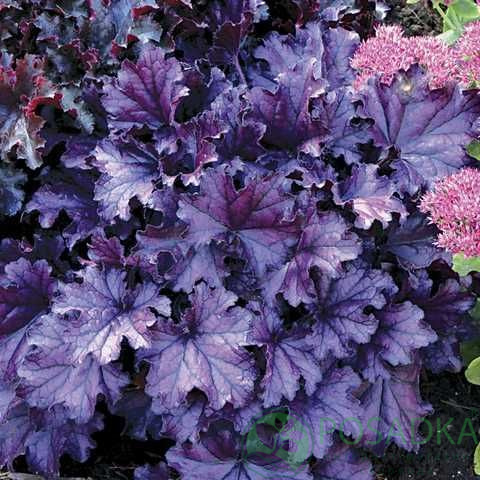 картинка Гейхера Forever Purple 