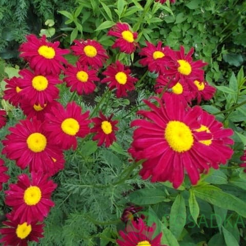 картинка Пижма красная Robinson’s Red 