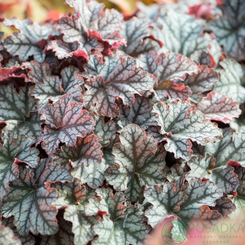 картинка Гейхера Neptune (Нептун)  картинка Гейхера Neptune (Нептун)