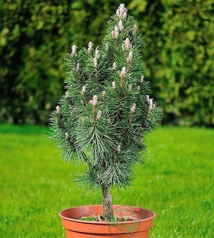 картинка Сосна чёрная Ричард 