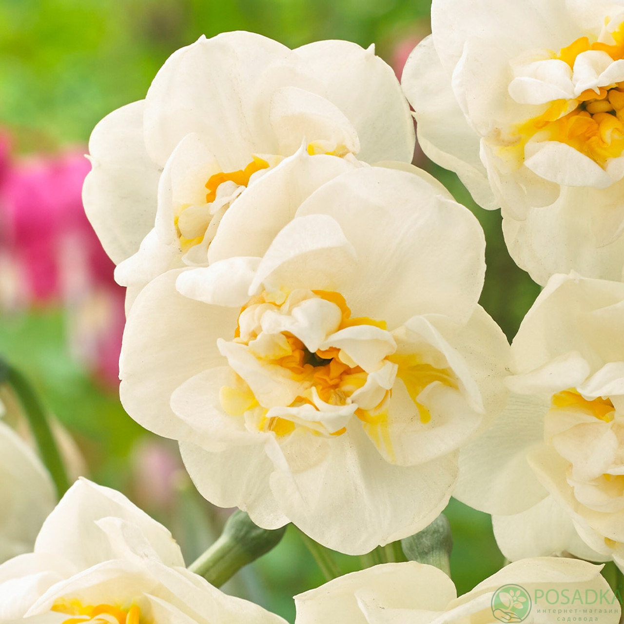 картинка Нарцисс Abba 