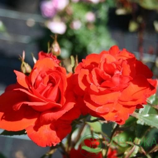 картинка Роза чайно-гибридная Кордес Бриллиант 