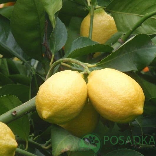 картинка Лимон Эврика 