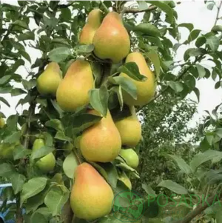 картинка Груша Эрика 