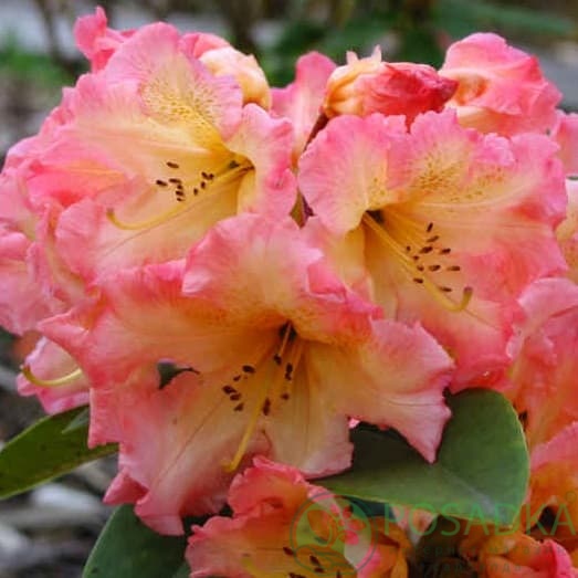 картинка Рододендрон гибридный Амаретто 