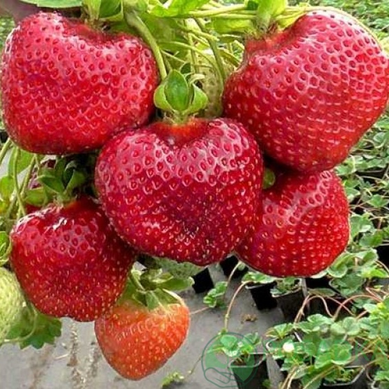 картинка Клубника Флорида Бьюти 