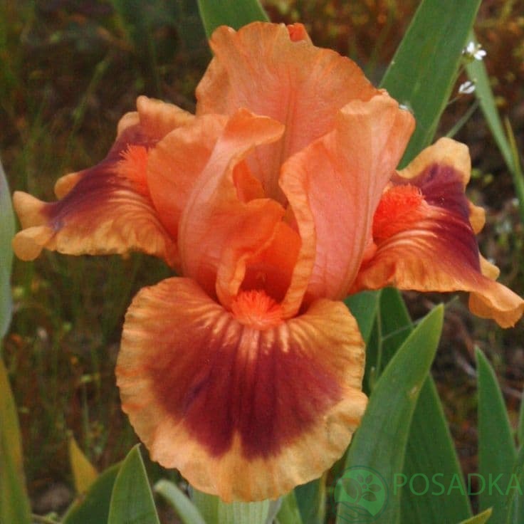 картинка Ирис germanica Fire Fly 