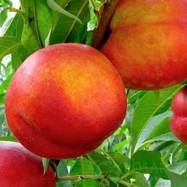 картинка Нектарин Созвездие  картинка Нектарин Созвездие