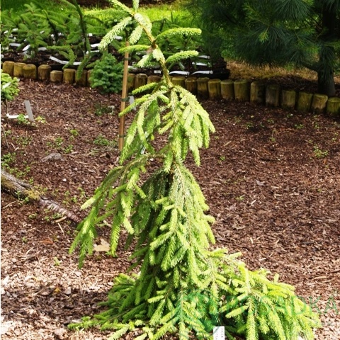 картинка Ель обыкновенная Ротенхаус 10л. 