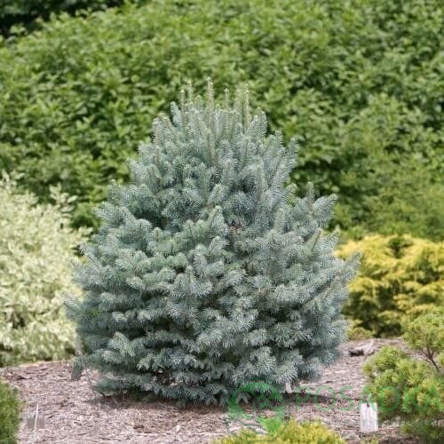 картинка Пихта Субальпийская (Abies lasiocarpa Glauca) 