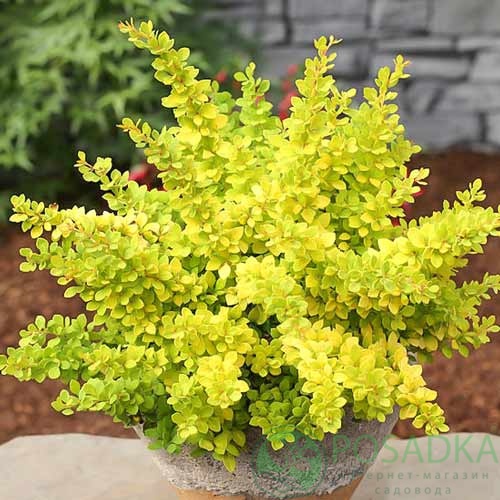 картинка Барбарис Тунберга Sensation 