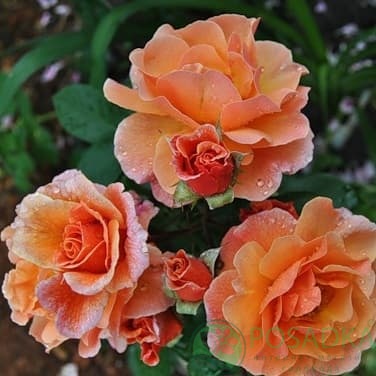 картинка Роза английская Арабия 