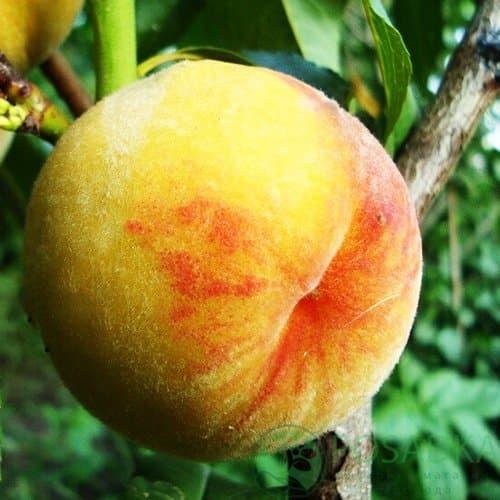 картинка Персик Т-2 Твард Тардив ( V-791105) 